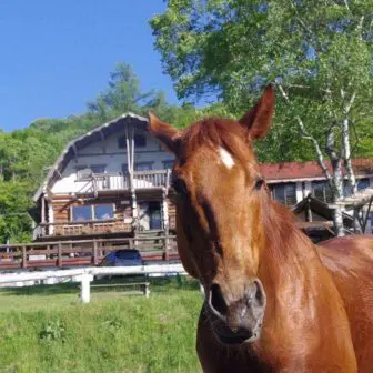 ホープロッヂ乗馬牧場