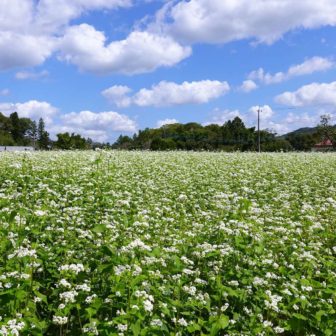 そばの里まぎの