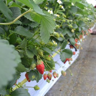 倉持農園サービス