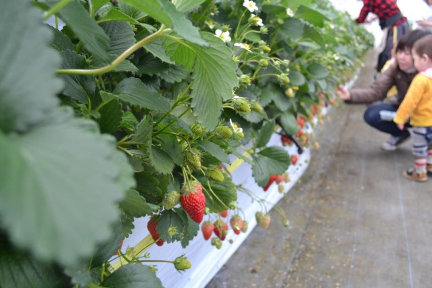 倉持農園サービス