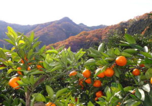 いこいの里 大附